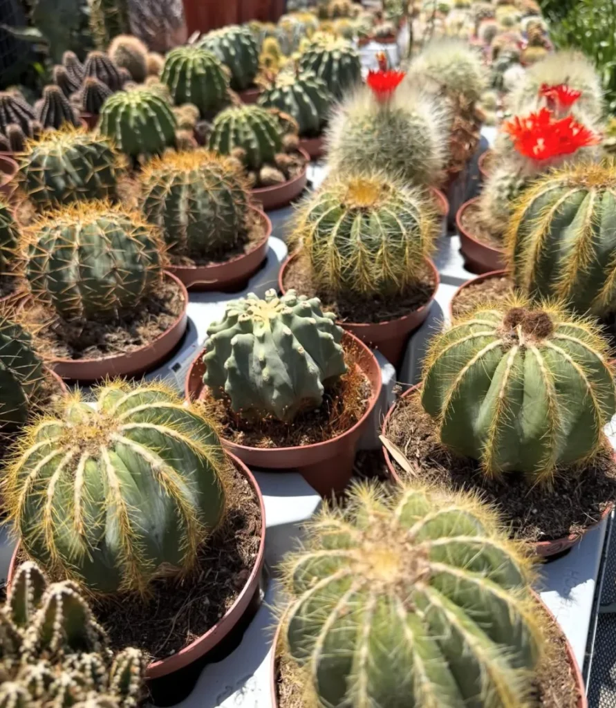 Cactus boule d’or en pot, plantes grasses