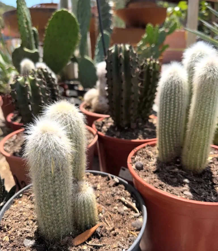 Grand cactus colonnaire en pot