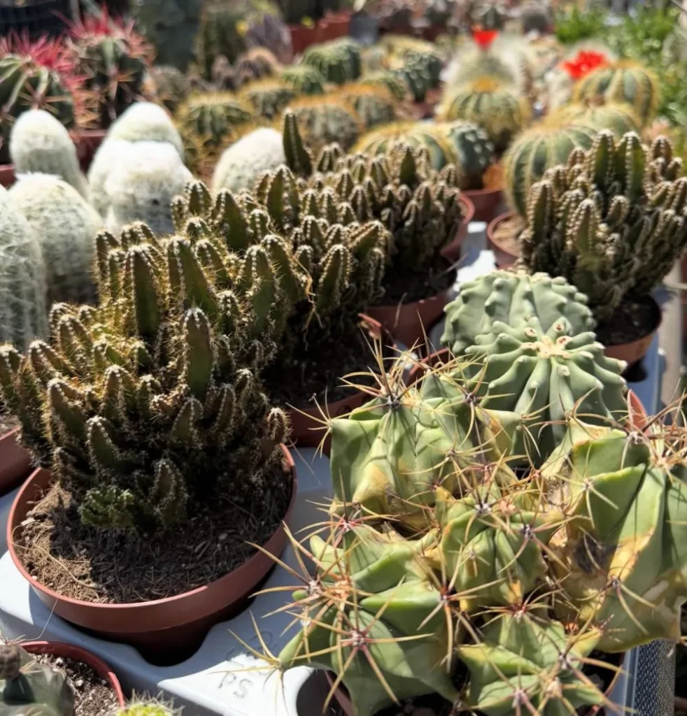 Collection de cactus et plantes grasses en jardinerie