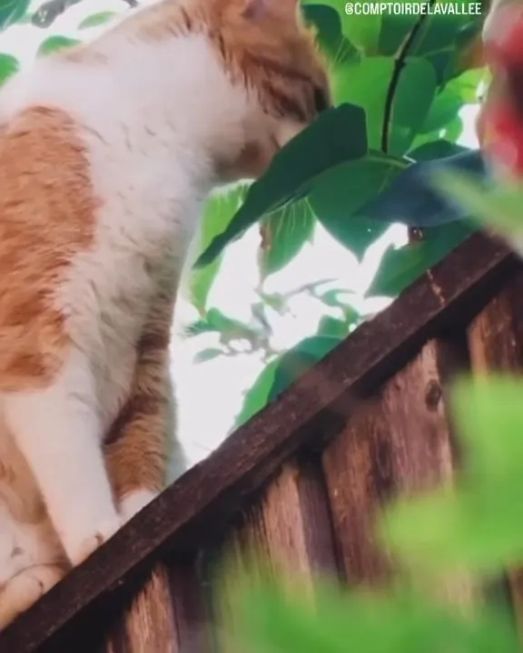 Animalerie du Comptoir de la Vallée, chats