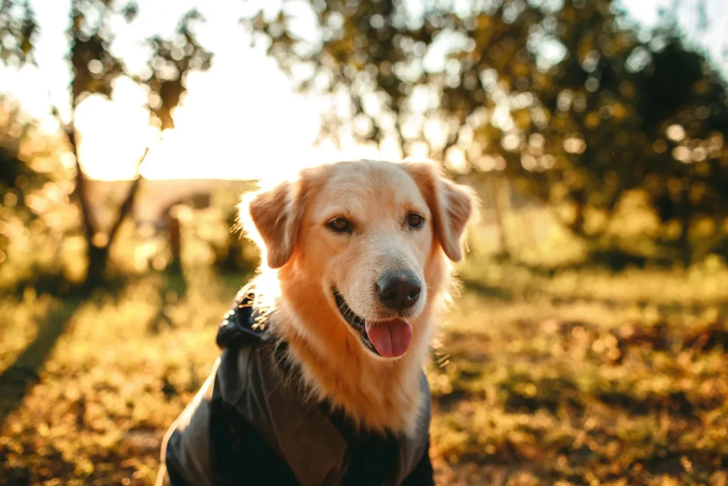 Chien heureux, animalerie et accessoires