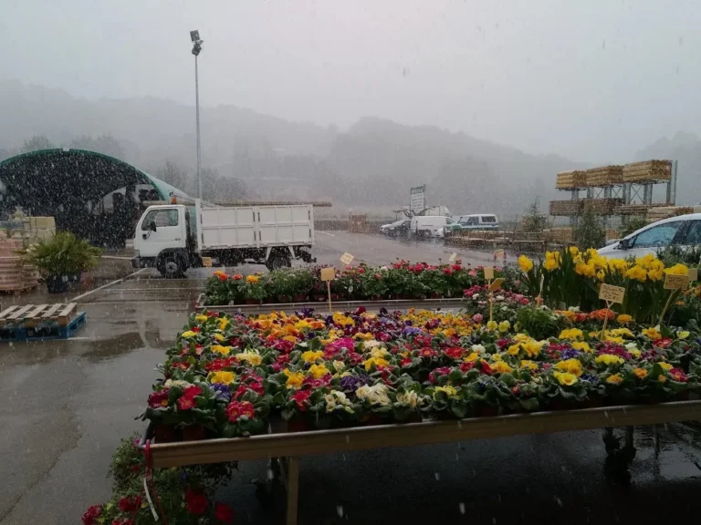 Exposition de plantes en extérieur sous la brume