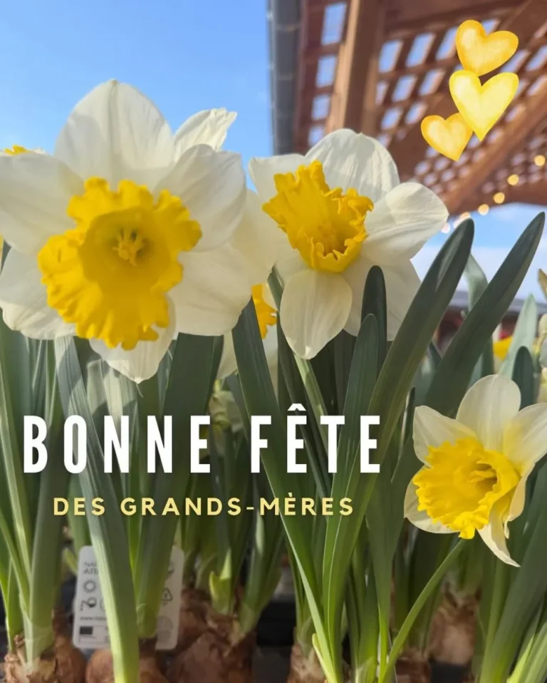 Jonquilles de printemps en jardinerie