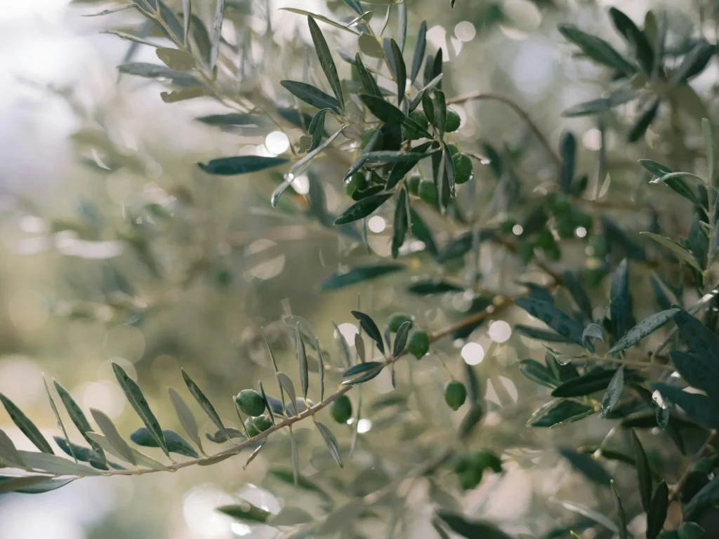 Olivier centenaire, saison de la récolte des olives