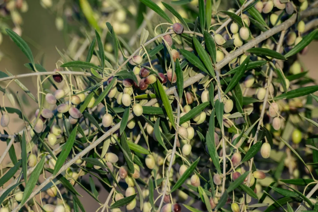 Branches d’olivier chargées d’olives en Provence