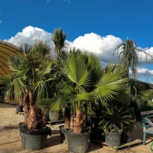 Palmier Trachycarpus