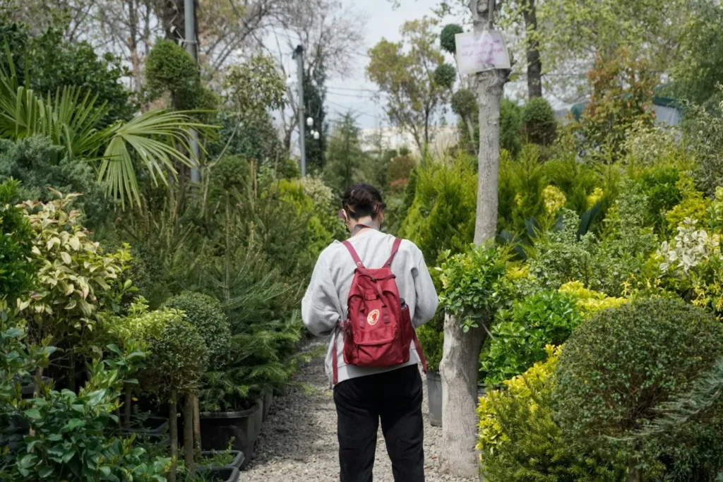 Pépinière et plantes de la jardinerie