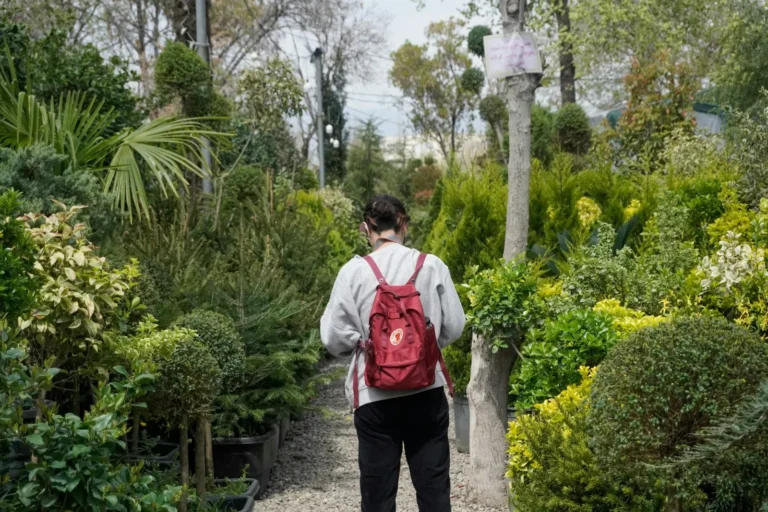 Pépinière et plantes de la jardinerie