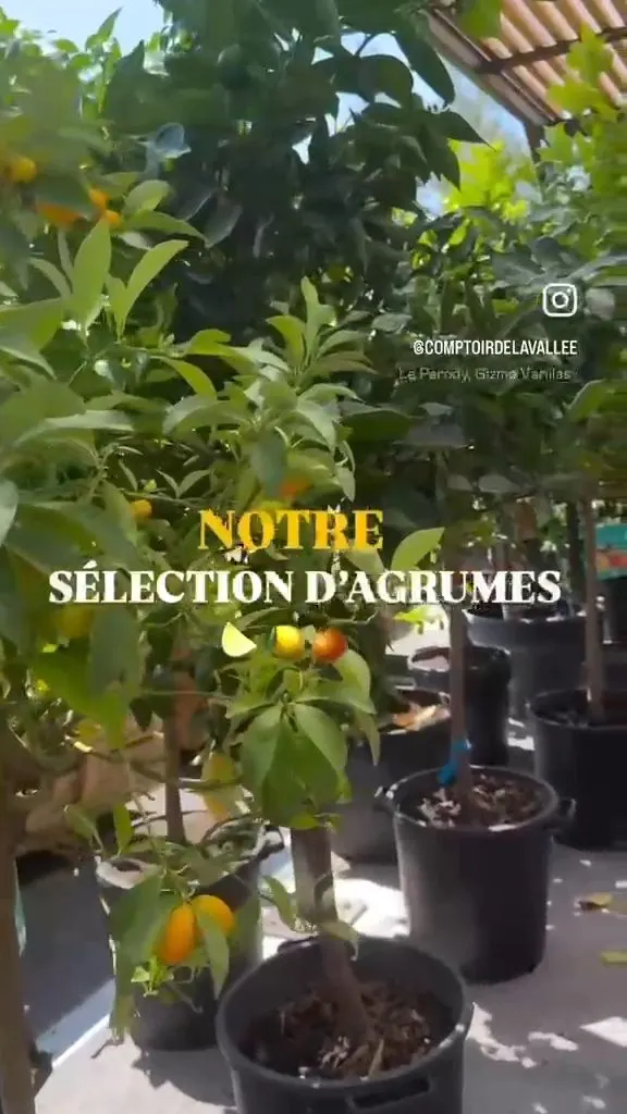 Notre sélection d’agrumes en vidéo