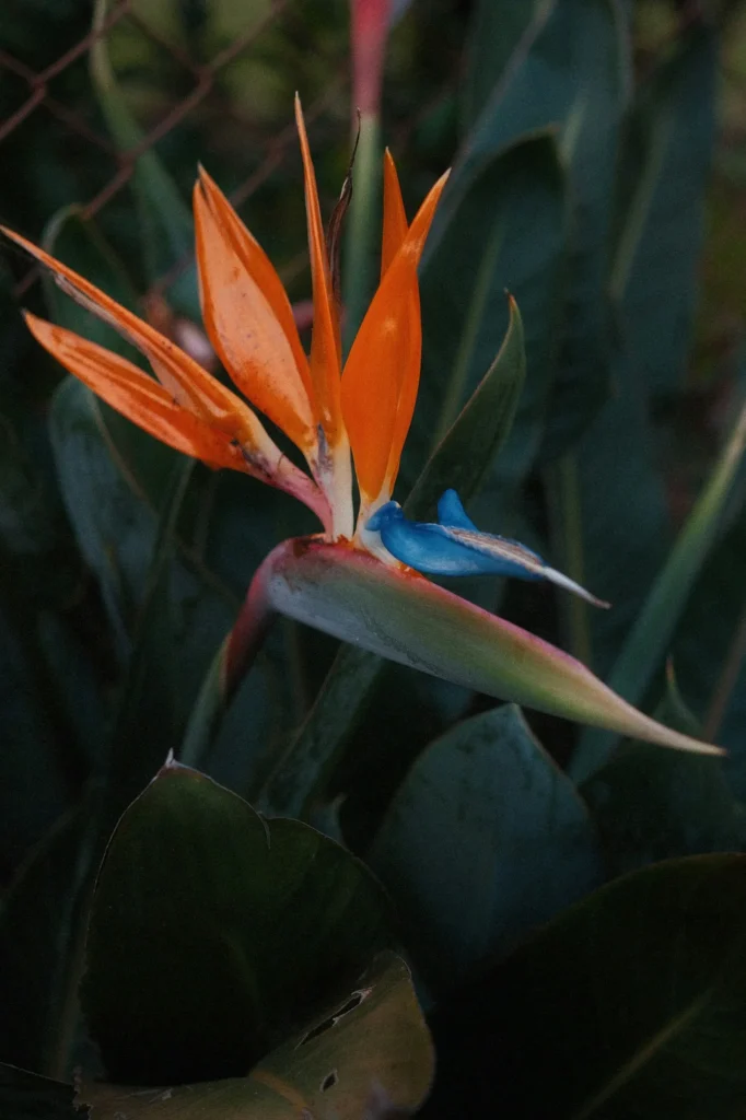 Strelitzia, l’oiseau de paradis en fleur