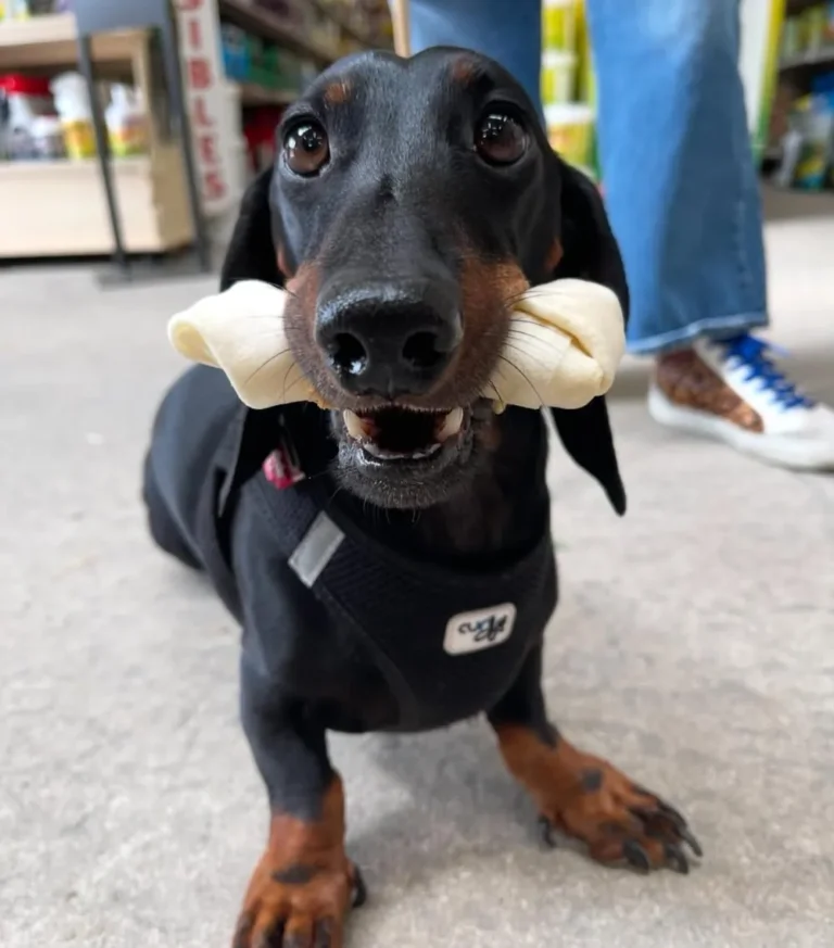 Teckel avec un os à mâcher, animalerie à Auriol